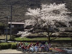 毎年恒例のお花見